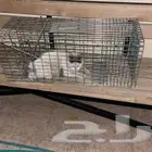 مصيده قطط تماتيك