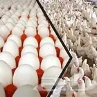 مطلوب حظائر دجاج بياض   او لاحم للايجار