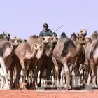 راعي ابل غنم