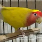 روز اوبلاين