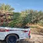 يوجد لدينا جميع انوع انخيل لمثمره وزينه
