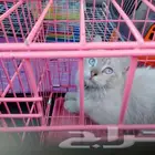 توصيل طيور وحيوانات أليفة