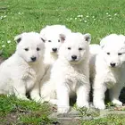 اجمل جراوى وايت جيرمن شيبرد