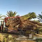 نخل عربي جميع الانواع والاطوال