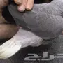 كاسكو ذيل ابيض