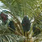 مزرعة كاملة للاجار