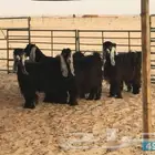مطلوب معزا عارضيات مقاني ثنايا وارباع وسديس