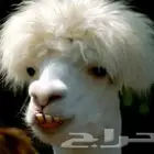 حلاقة اغنام