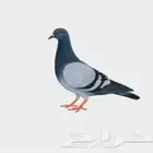 حمام الجوز 25 ريال