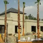 يوجد لدينا نخل عربي ووشنطني من متر الى سبعه متر متوفره