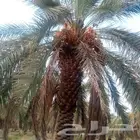 مطلوب عمال خرف نخل من الحديده باليمن