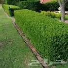 قص وتنسيق الحدائق والأشجار احترافي