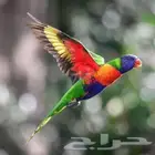 فرخ لوري اليف