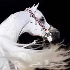 تم البيع زينة خيل صوف طبيعي مطعمه بالخرز والصدف مكونه