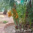 توريد وزراعة النخيل المثمرة بكل مقاساته نقائل وفسائل