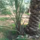 يوجد لا دينا جميع انواع النخيل واشنطني عربي اخلاص
