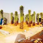نخل مثمر للبيع اخلاص سكري برحي هلالي صقعي نقايل جثايث مثمره
