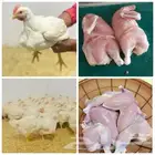 دجاج طازج باختيارك ويذبح امامك