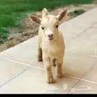 ماعز قزم