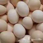 بيض بلدي