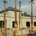 نخل واشنطونيا