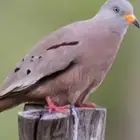 طيور دوف يمام الضفدع
