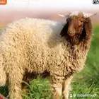 اضاحي طليان أضاحي خروف اضحيه خرفان اضاحي - ضحايا