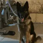 ذكر جيرمن للتزاوج