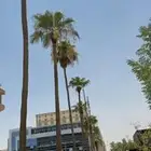 شبك نخل شبوك زراعه نخيل سياج تور اسوار