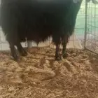 عنز حايل
