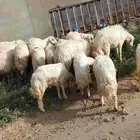 16 خروف بلديات مشروطه ظهورها فل وسليمه من الامراض