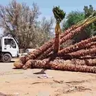 للبيع نخيل الزينه الواشنطونياء