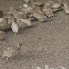 سمان