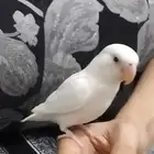 روز هداد داخلي