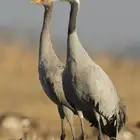 كرك اقرع ميت