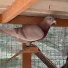 زاجل سباق