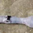 ذبة شكمان هايلوكس ملينه رصاص تركب من موديل 2006 الى 2015 واح