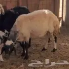 2 نعاج مضاريع طيبات