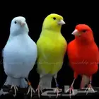 مطلوب ذكر كناري يكون مغرد حار متواصل