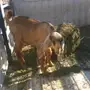 جفره عارضيه