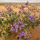 بذور خزامى برية مقشره