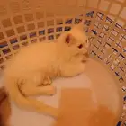 قطط شيرازي للبيع