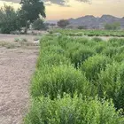حناء وسدر ومشاط توصيل لجميع مدن المملكة لمتجر موثق
