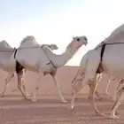 نياق للبيع