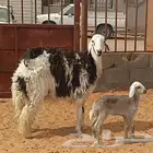 نجد اشباب خلفات