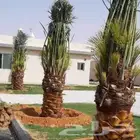 لتركيب الشبوك وزراعه النخيل وتنسيق الحدايق