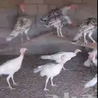 دجاج رومي
