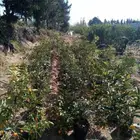 شتلات حمضيات الكمكوات