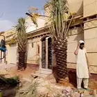 نخل للبيع نخيل مثمر نقايل جثايث خلاص صقعي سكري شيشي برحي سلج