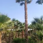 نخل واشنطنؤا زينه